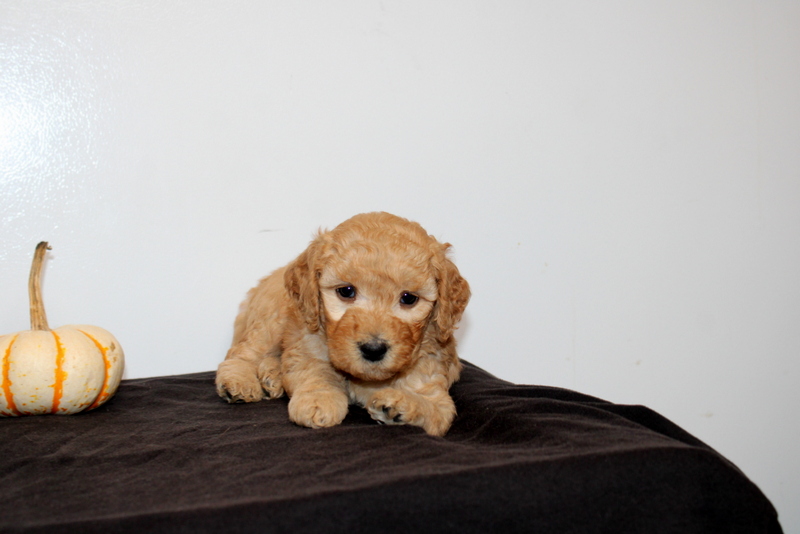 puppy, for, sale, Mini Golden Doodle F2, Matthew B. Stoltzfus, dog, breeder, Gap, PA, dog-breeder, puppy-for-sale, forsale, nearby, find, puppyfind, locator, puppylocator, aca